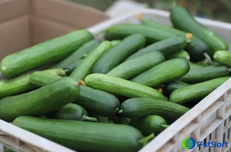 images/1710230138765Mini pepinos,.jpg